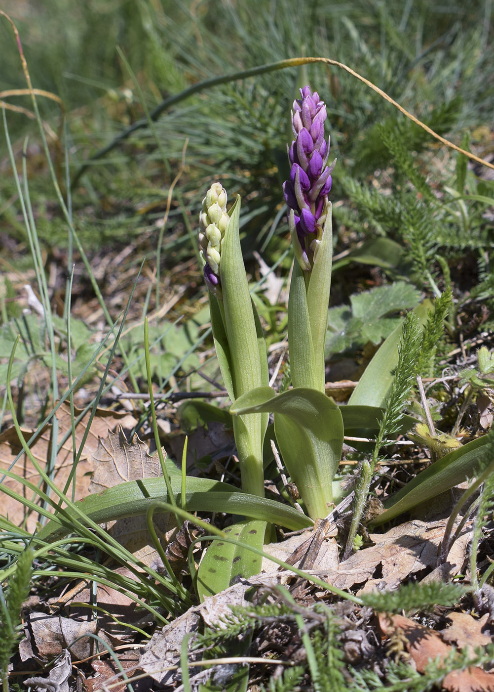 Изображение особи Orchis mascula.