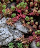 Sedum hispanicum. Верхушки побегов с бутонизирующими соцветиями. Грузия, Имеретия, окр. водопада Кинчха, каменистый склон. 15.06.2023.