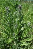 Cynoglossum officinale