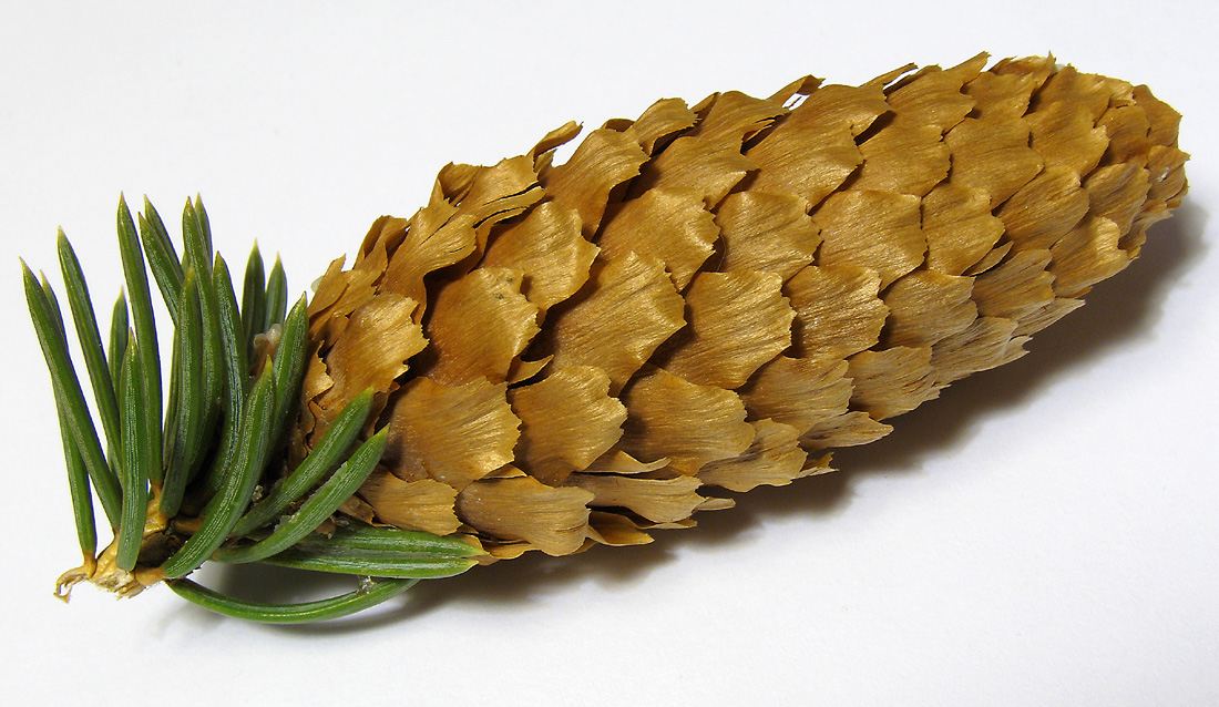 Image of Picea pungens specimen.