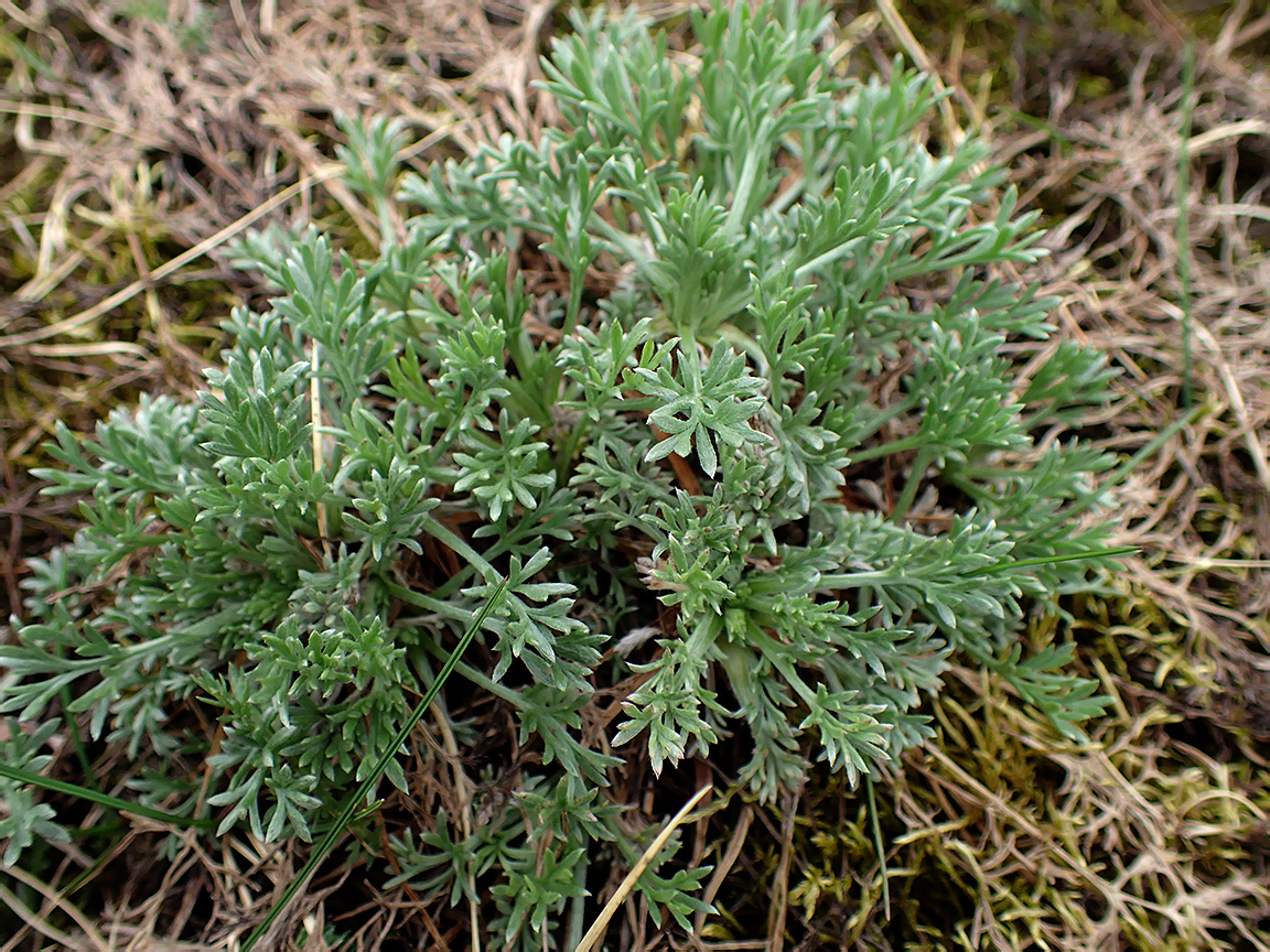 Изображение особи род Artemisia.