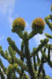 Araucaria araucana