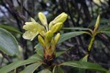 Rhododendron aureum