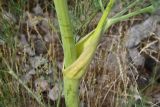 Ferula varia. Часть стебля и влагалище листа с основанием пазушного побега. Казахстан, Алматинская обл., юго-зап. шлейф Джунгарского Алатау, правая сторона дол. р. Или ниже вдхр. Капчагай, ур. Тамгалы, степной склон долины. 28 апреля 2024 г.