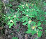 Lonicera xylosteum. Цветущий куст. Ярославская обл., окр. г. Любим, смешанный лес по берегу р. Обнора. 23.05.2010.