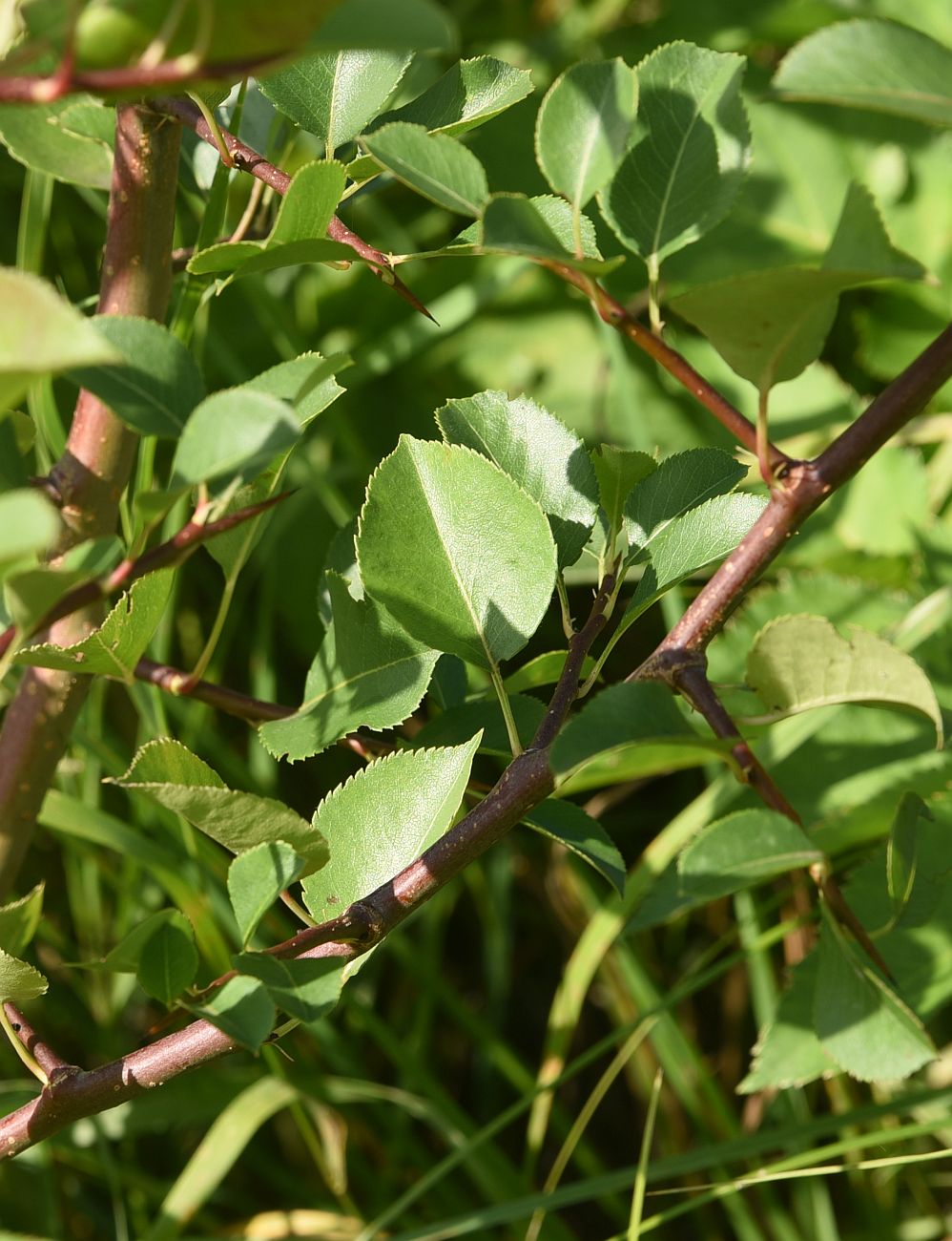 Image of Malus sylvestris specimen.