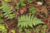Dryopteris filix-mas