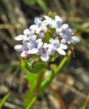 Valerianella echinata. Соцветие. Южный Берег Крыма, Артек, Пушкинская скала. 23.04.2007.