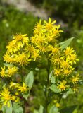 View full-size image Solidago virgaurea subspecies dahurica