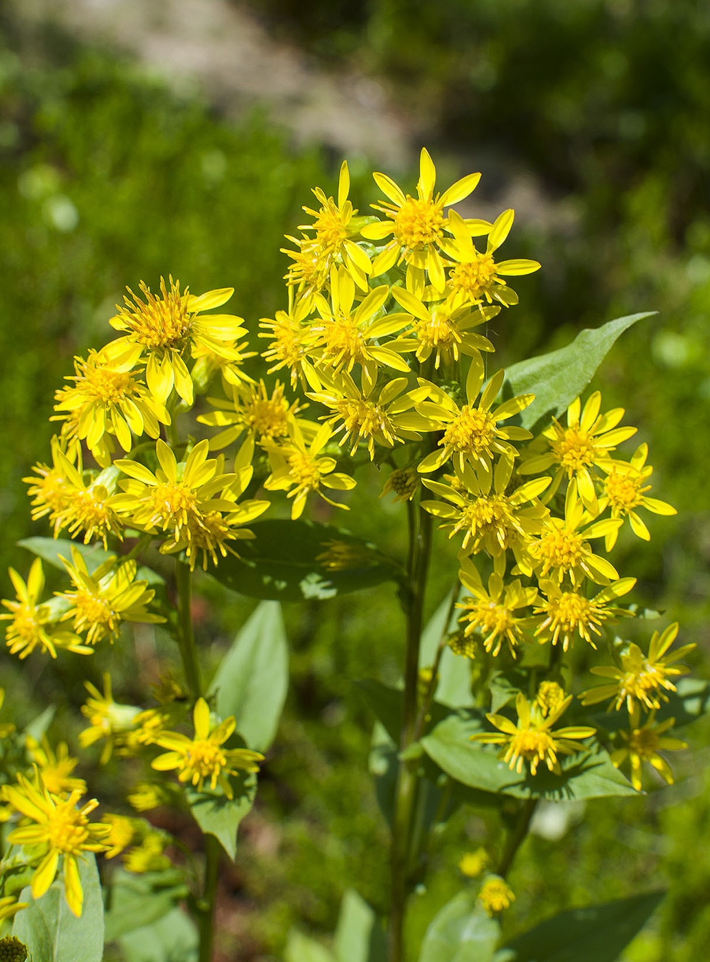 Изображение особи Solidago virgaurea ssp. dahurica.