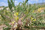 Astragalus rubtzovii. Прикорневая часть растения с соцветиями и основаниями листьев. Казахстан, Алматинская обл., Северный Тянь-Шань, дол. р. Кегень, пески Кум-Текей, ≈ 2000 м н.у.м., барханные пески. 26 июля 2024 г.