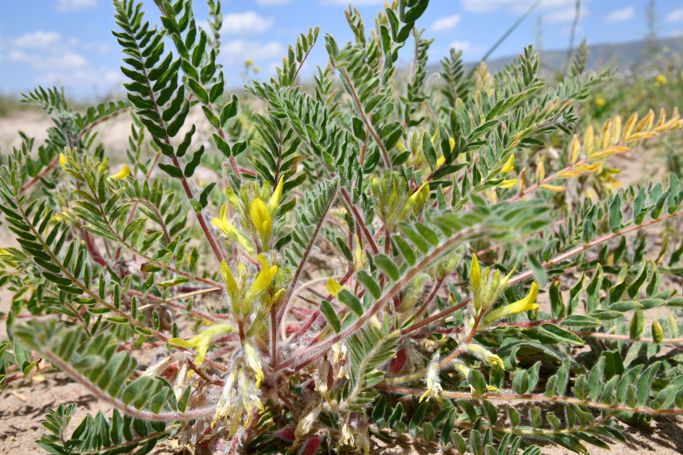Изображение особи Astragalus rubtzovii.
