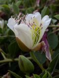 Capparis herbacea