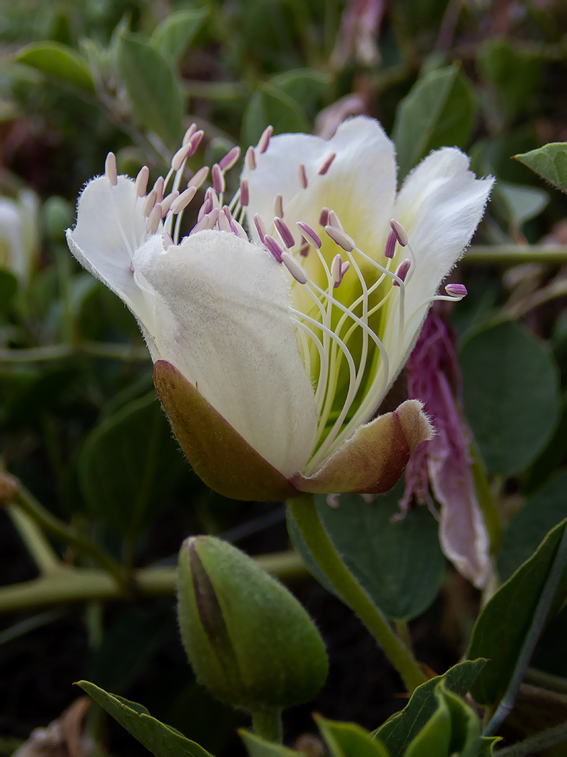 Image of Capparis herbacea specimen.