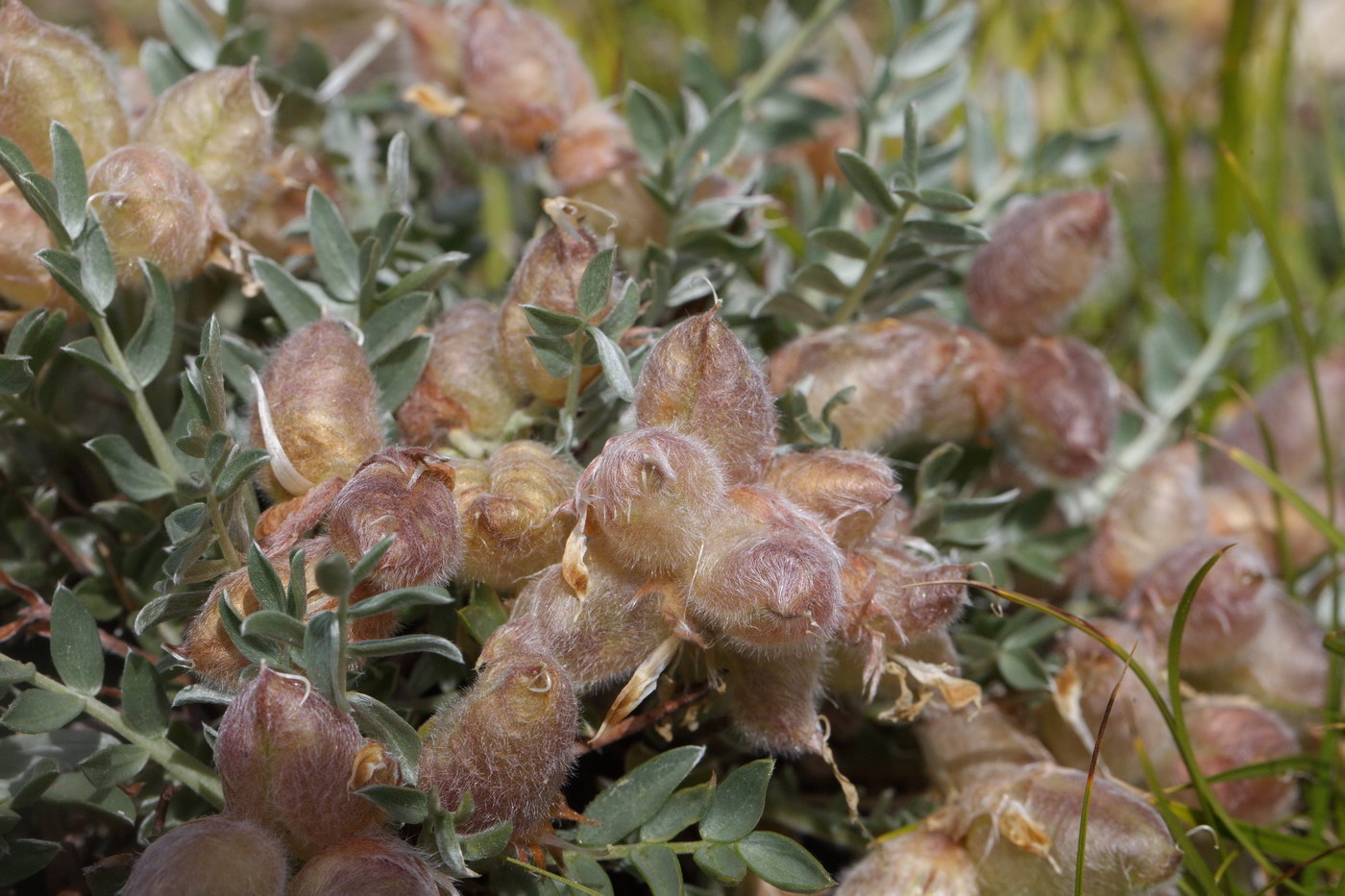 Изображение особи Oxytropis tragacanthoides.