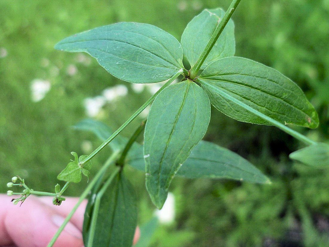 Изображение особи Galium physocarpum.