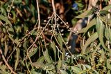 genus Eucalyptus