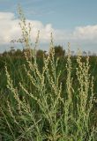 Artemisia santonicum. Верхние части отцветшего растения, восстановившегося после скашивания. Ульяновская обл., Мелекесский р-н, верховье сезонной р. Сух. Авраль, остепнённый луг с участками засоления. 16.09.2023.