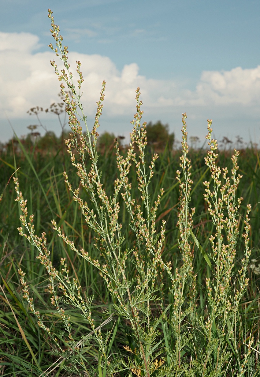 Image of Artemisia santonicum specimen.