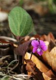 Viola primorskajensis