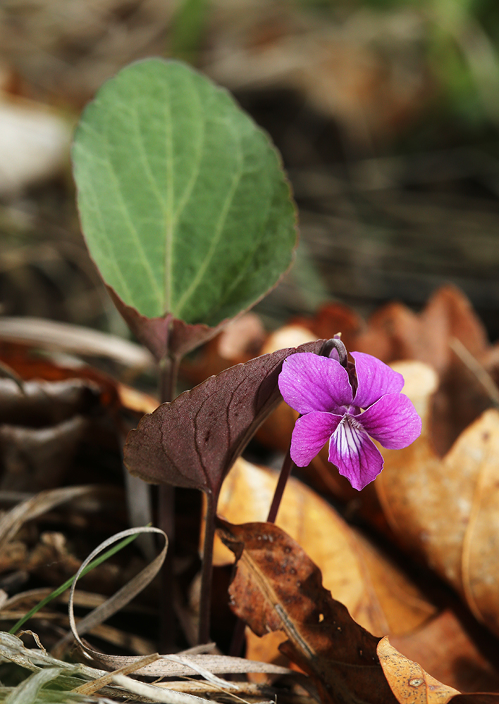 Image of Viola primorskajensis specimen.