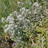 Teucrium capitatum