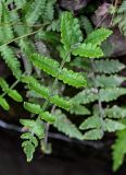 Deparia petersenii