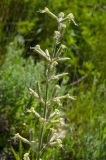 Silene viscosa. Соцветие. Оренбургская обл., Саракташский р-н, Жёлтинский сельсовет, хр. Карамурунтау, каменистая степь. 29 мая 2024 г.