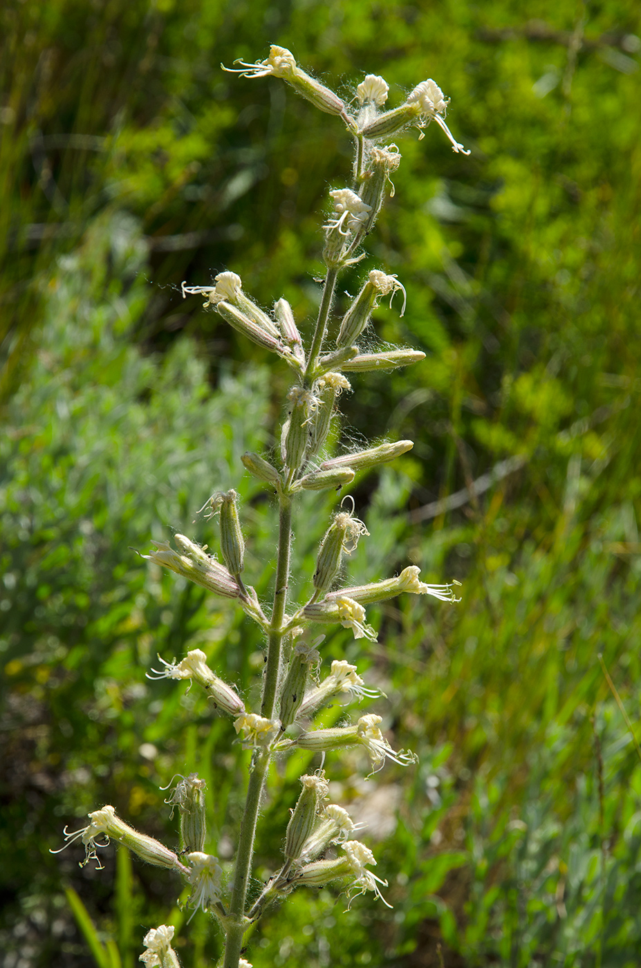 Image of Silene viscosa specimen.
