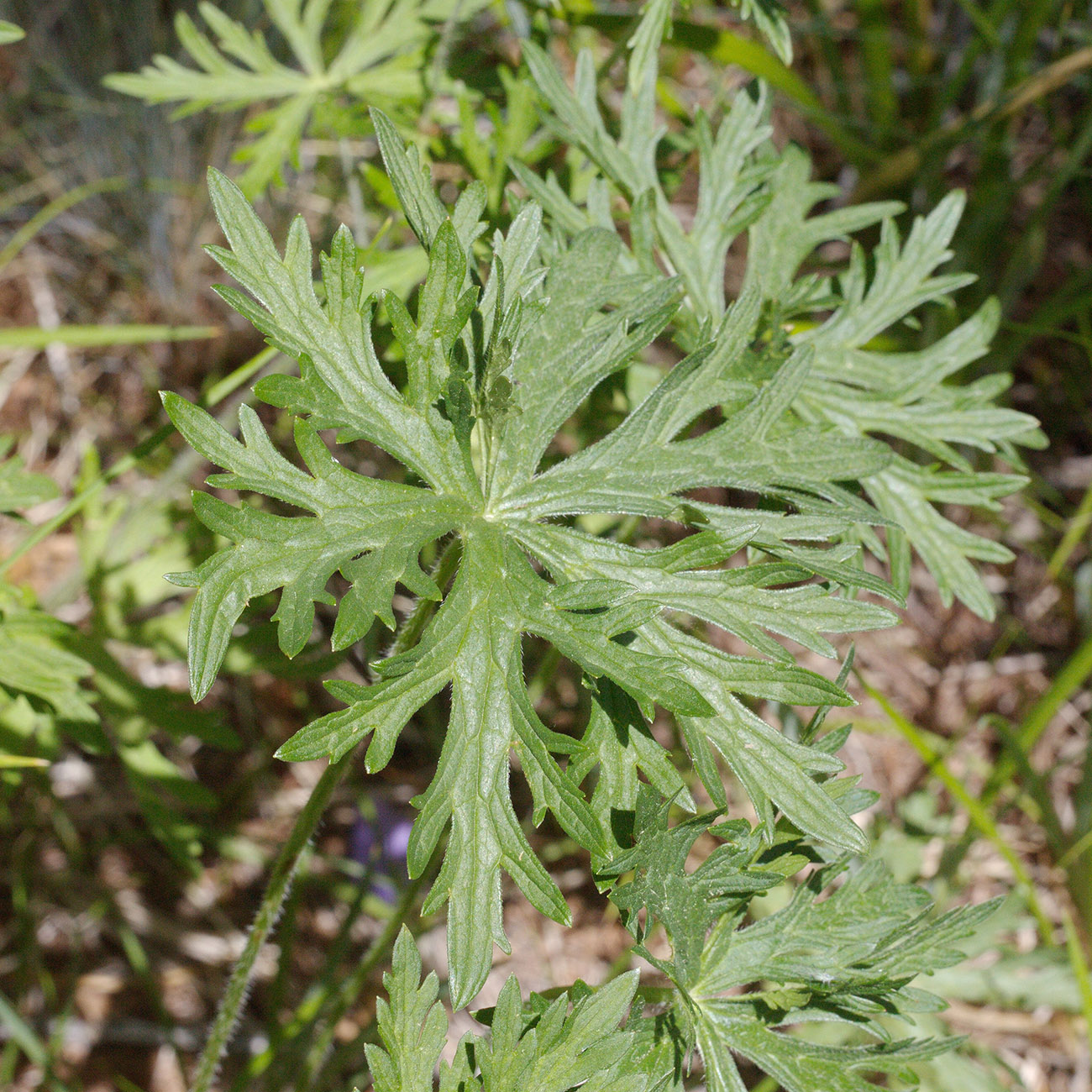 Изображение особи Geranium pratense.