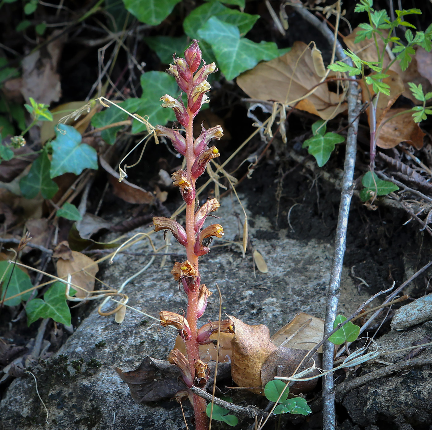 Image of Orobanche hederae specimen.