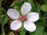 Erodium cicutarium. Цветок. Крым, Севастополь, пустырь. 30 марта 2009 г.