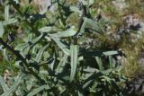 семейство Boraginaceae