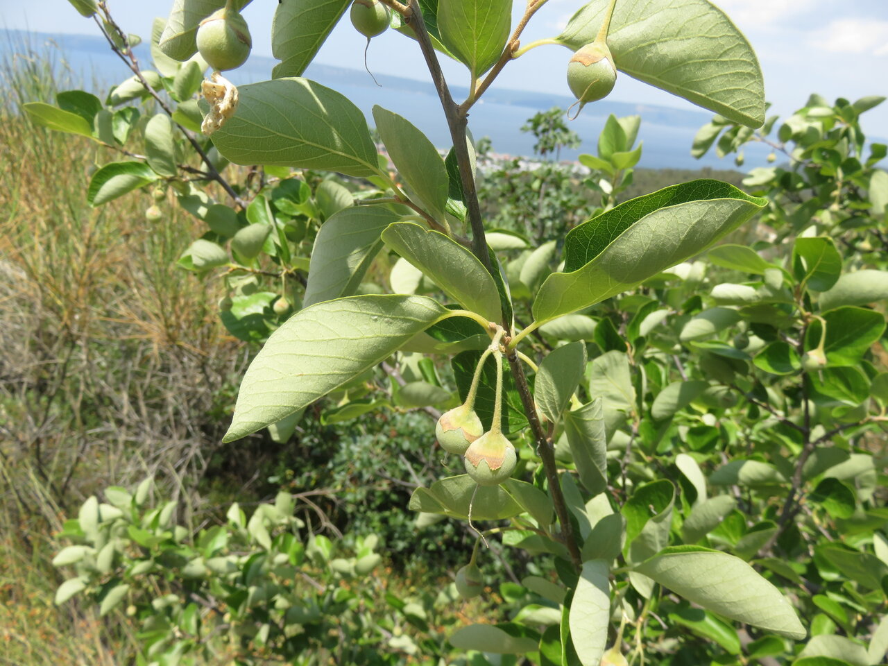 Изображение особи Styrax officinalis.