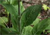 Digitalis purpurea. Часть побега. Московская обл., Раменский р-н, окр. дер. Хрипань, садовый участок. 08.06.2025.