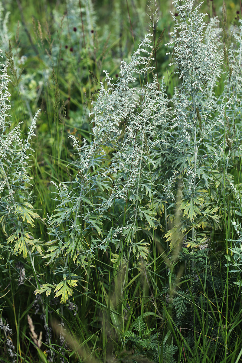 Изображение особи Artemisia argyi.