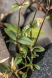 genus Cerastium. Листья в нижней части генеративных побегов. Карелия, Прионежский р-н, окр. г. Петрозаводск, каменистый берег. 22.08.2025.