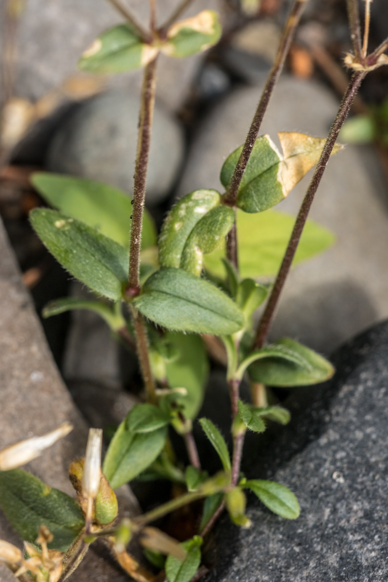Image of genus Cerastium specimen.
