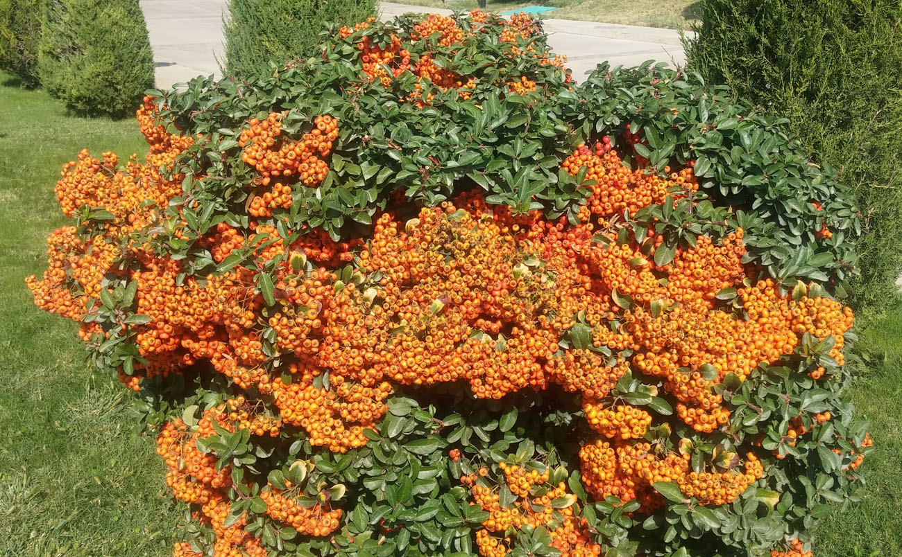 Изображение особи Pyracantha coccinea.