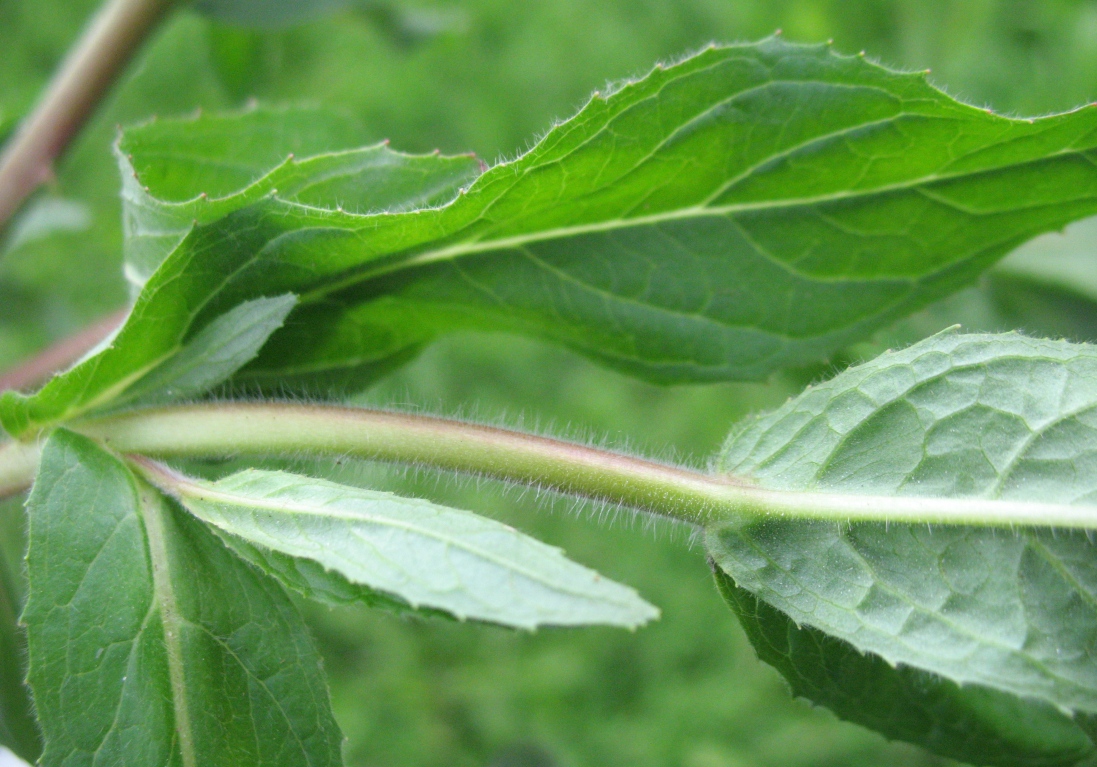 Изображение особи Epilobium hirsutum.