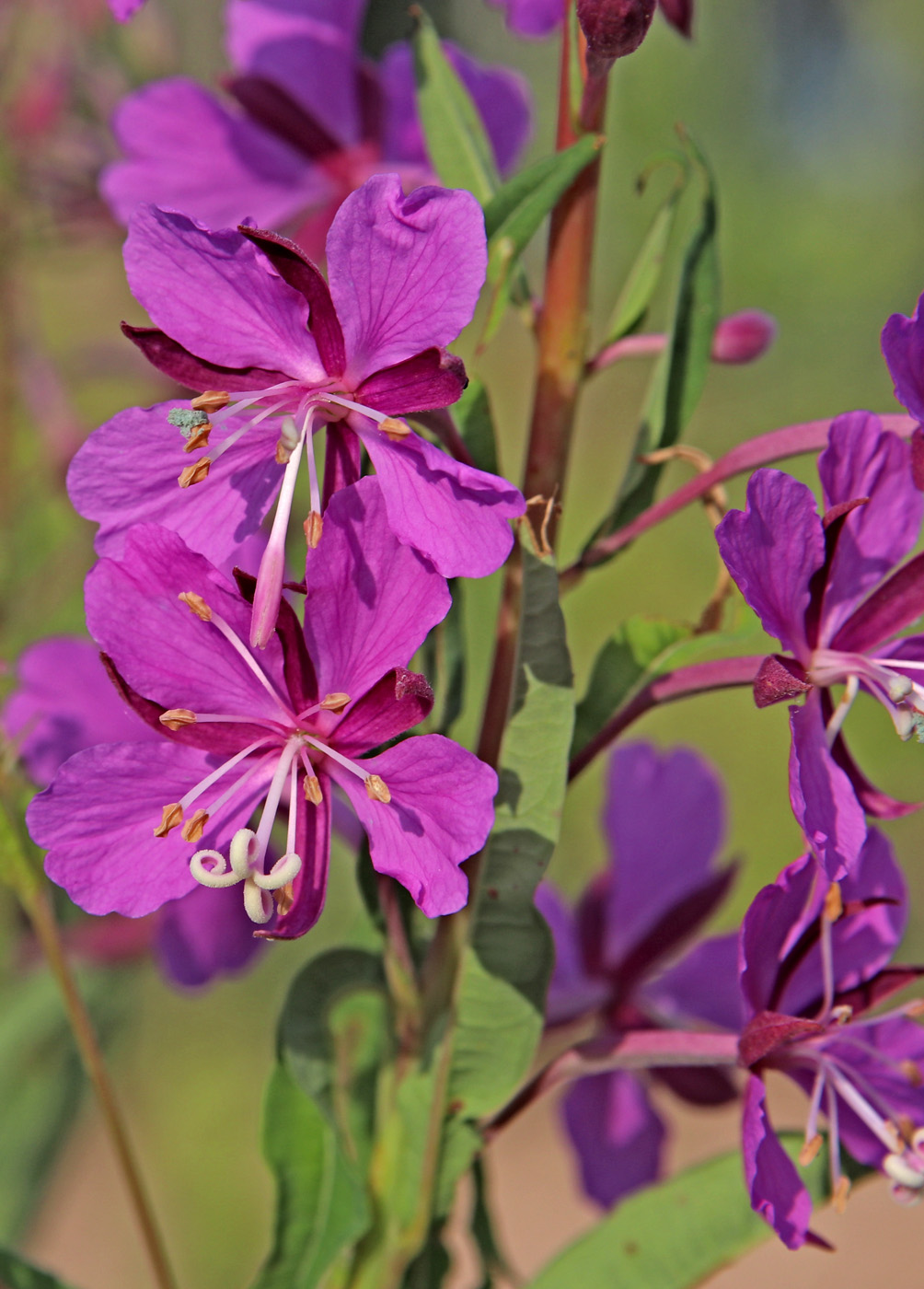 Изображение особи Chamaenerion angustifolium.