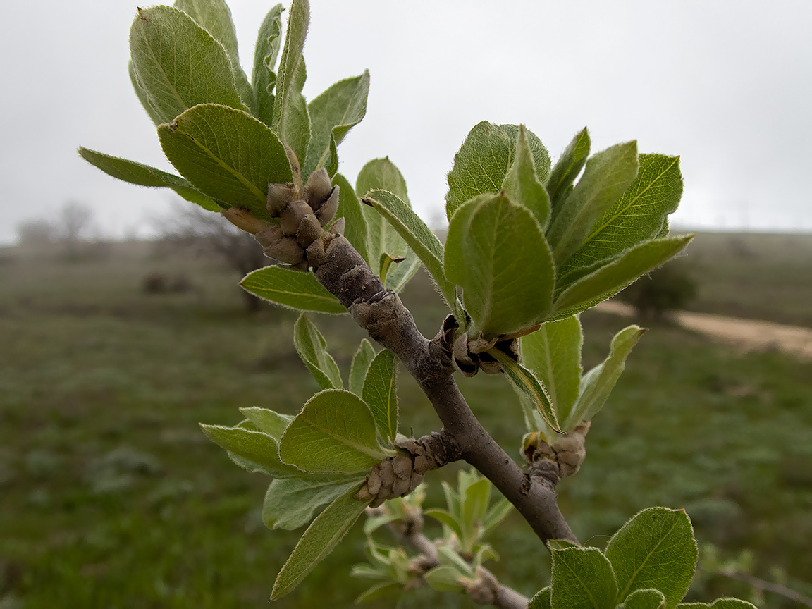 Изображение особи Pyrus elaeagrifolia.