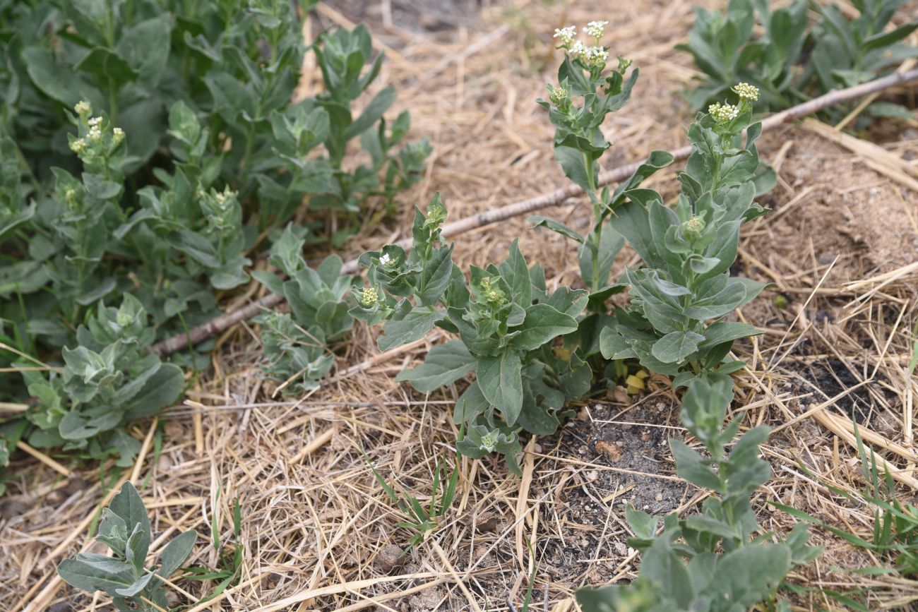 Image of Unknown species specimen.