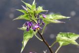 Solanum dulcamara