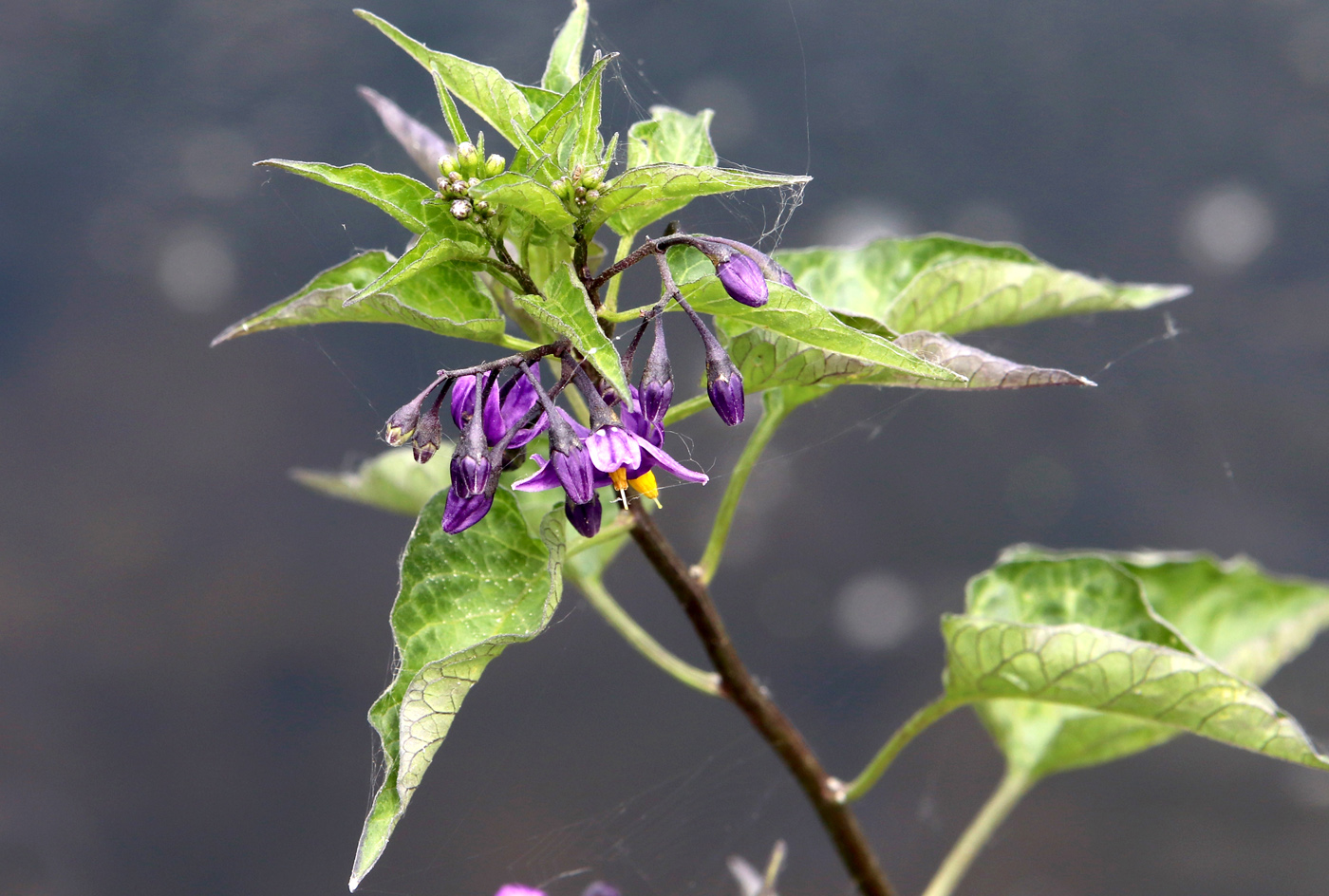 Image of Solanum dulcamara specimen.