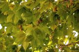Platanus orientalis. Верхушка ветви с соплодиями. Португалия, округ Лейрия, пос. Баталья, в культуре. 07.08.2025.