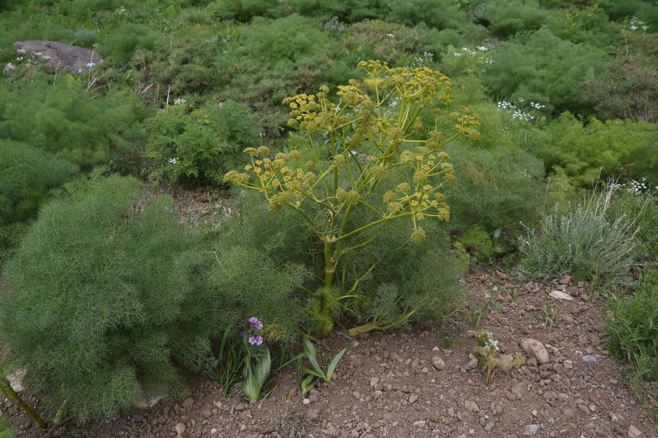 Изображение особи Неопознанный вид.
