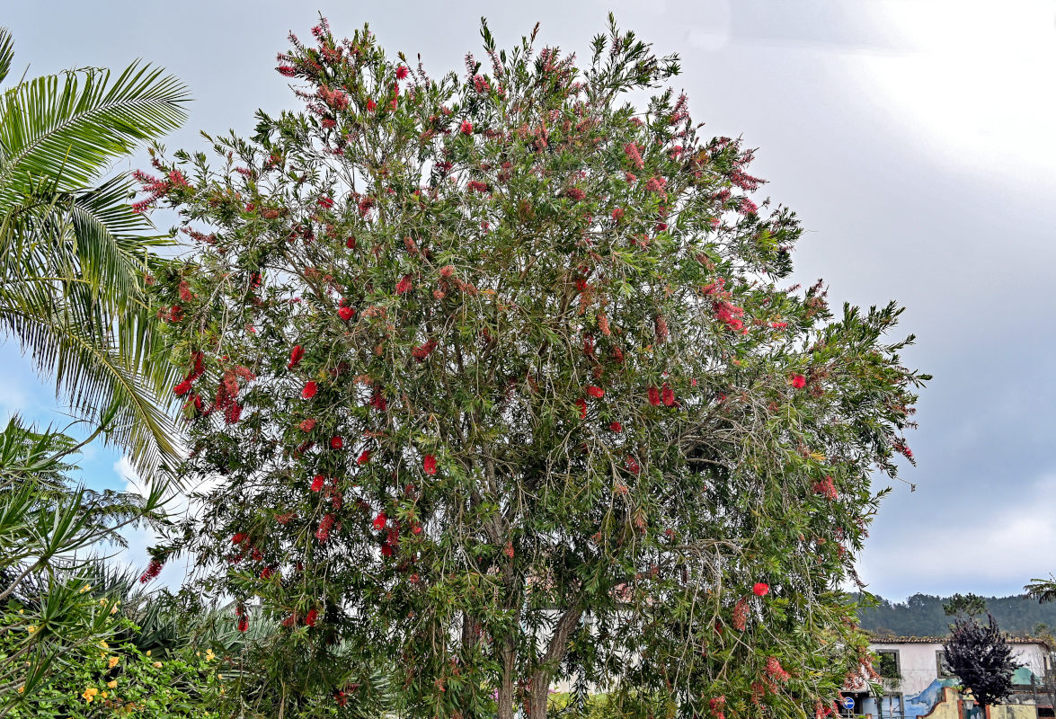 Изображение особи Callistemon citrinus.