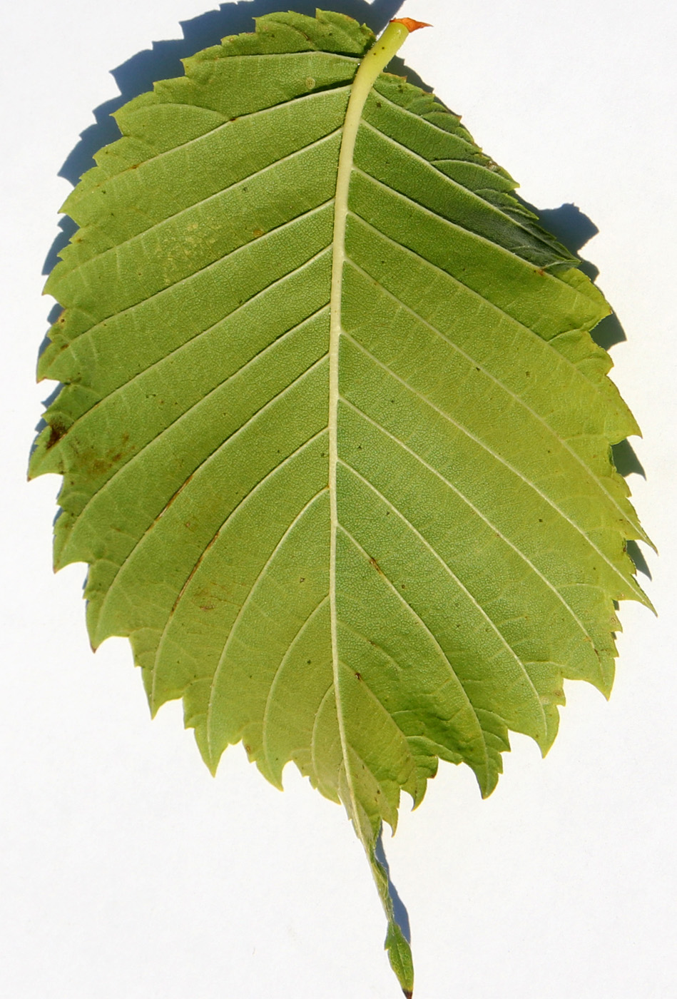 Изображение особи Ulmus laevis.