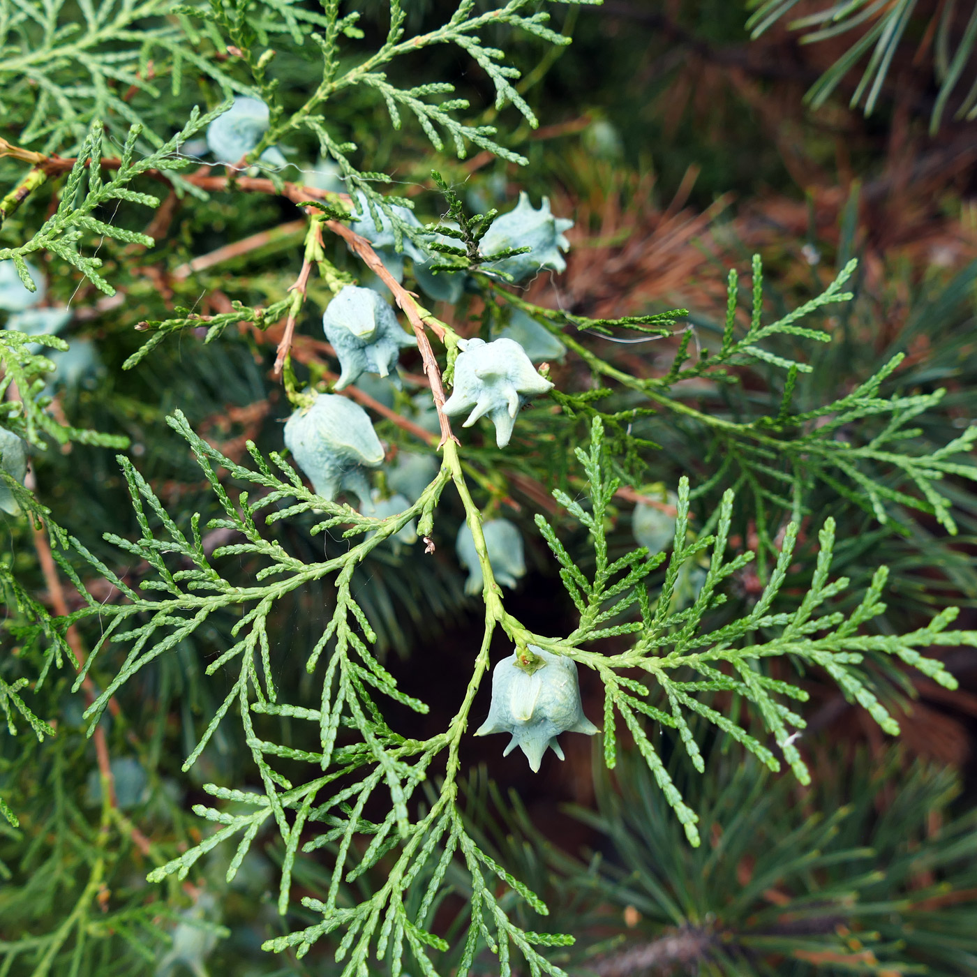 Изображение особи Platycladus orientalis.
